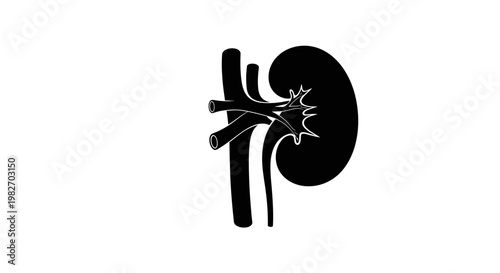 Anatomical illustration of a human kidney in black and white