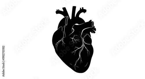 Detailed illustration of a human heart in stark black and white