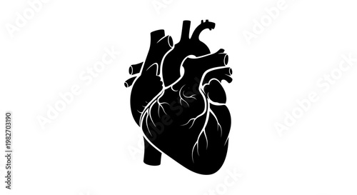 Stylized black silhouette of a human heart with visible vessels