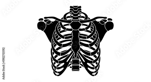 Anatomical illustration of a human ribcage and sternum in black and white