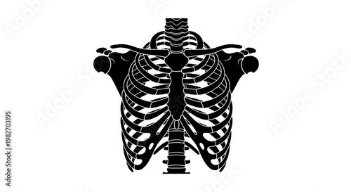 Anatomical illustration of a human ribcage and sternum depicted in black