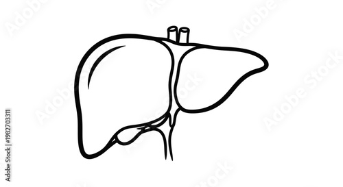 Simple line drawing depicts a human liver with its distinct lobes
