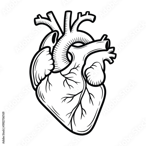 Anatomical illustration of the human heart with visible chambers and major blood vessels