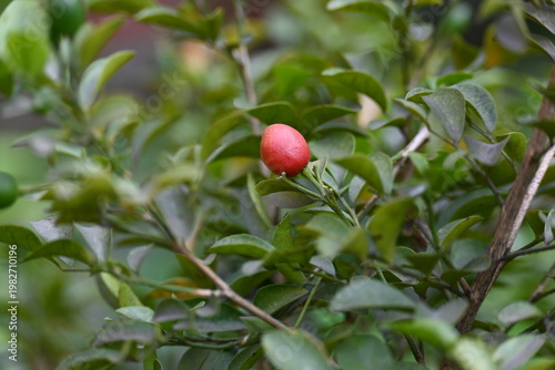 Murraya paniculata fruits. Its other names orange jasmine, orange jessamine and china box flower. Its is a species of shrub or small tree in the family Rutaceae. Kamini fruits. 

