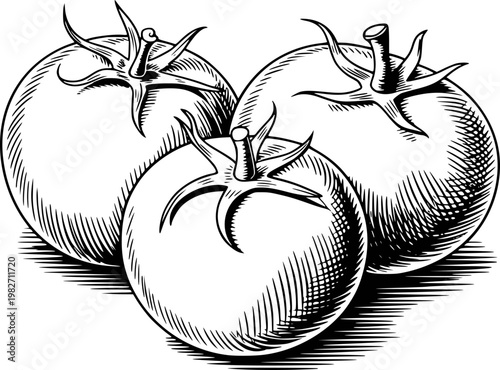 Vintage engraving style of ripe tomatoes white background, food fruit vegetable