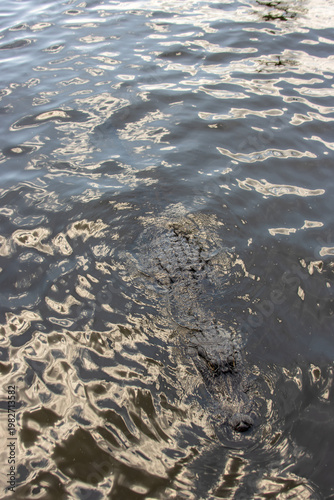An alligator swimming on the surface of a lake