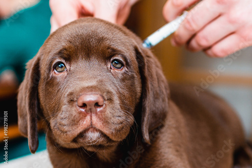 Close up cute Labrador puppy dog getting a vaccine at the veterinary doctor. Dog Retriever lying on the examination table at a clinic.