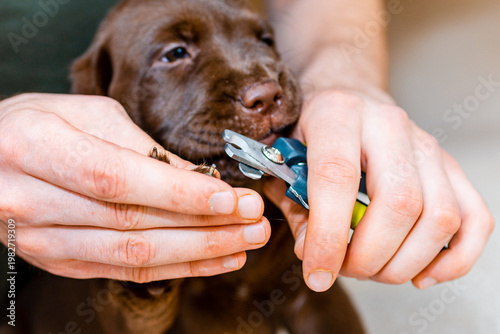 Close up of trimming the nails of a small pet dog labrador at the veterinarian clinic.