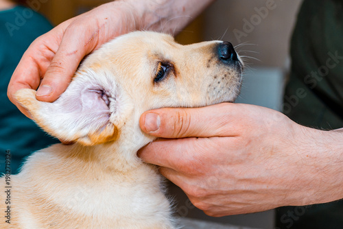 Close up of veterinarian examining ears of cute puppy labrador dog at vet clinic.