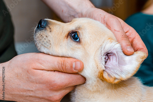 Close up of veterinarian examining ears of cute puppy labrador dog at vet clinic.