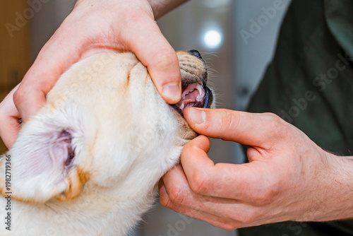 Close up of veterinarian examining teeth of cute puppy labrador dog at the vet clinic.