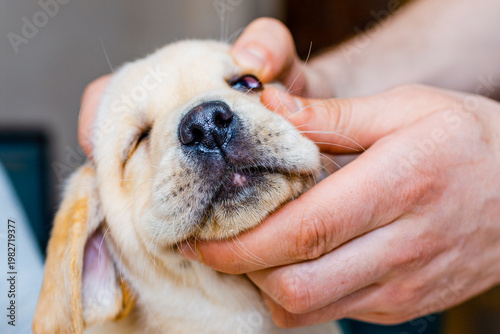 Veterinarian doc examining eye of puppy pet young labrador dog during appointment in clinic. Close up.