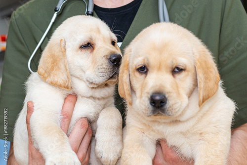 Close up adorable labrador puppy dogs are comfortably in the arms of veterinary healthcare professional doc.