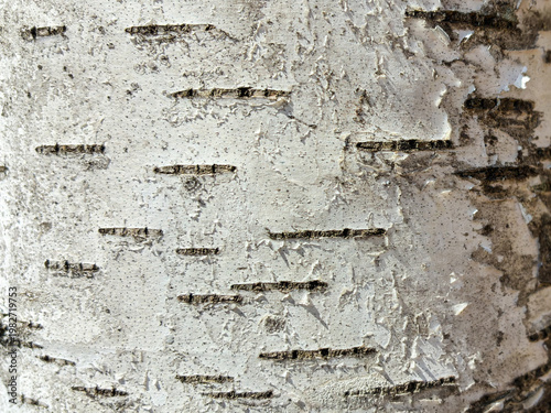 The birch bark texture pattern wooden background. Macro shot. Texture made of birch tree bark. Beautiful birch trunk background.