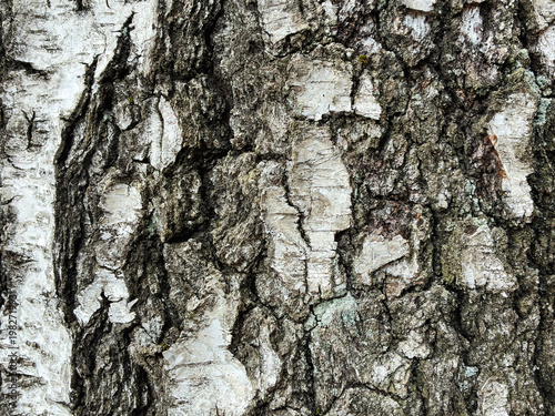 The birch bark texture pattern wooden background. Macro shot. Texture made of birch tree bark. Beautiful birch trunk background.