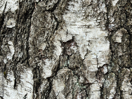 The birch bark texture pattern wooden background. Macro shot. Texture made of birch tree bark. Beautiful birch trunk background.