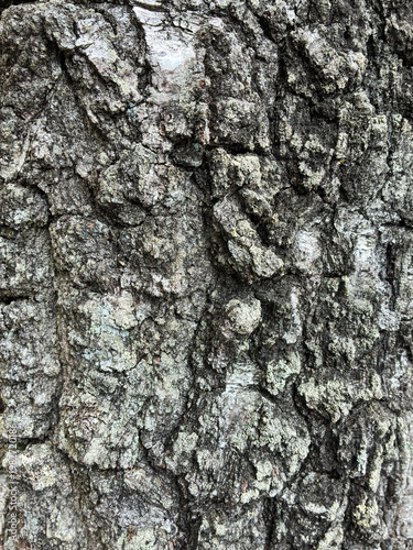 The birch bark texture pattern wooden background. Macro shot. Texture made of birch tree bark. Beautiful birch trunk background.