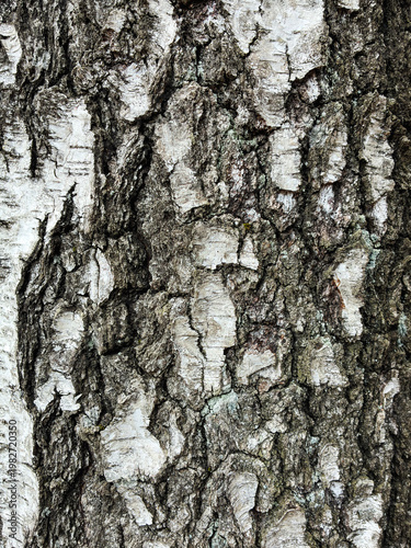The birch bark texture pattern wooden background. Macro shot. Texture made of birch tree bark. Beautiful birch trunk background.