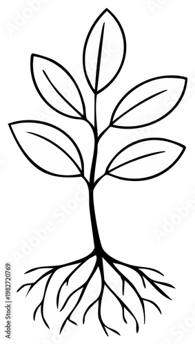 Simple line drawing of a young plant with visible roots and five leaves