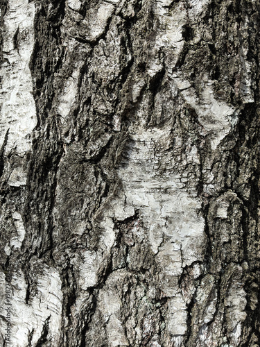 The birch bark texture pattern wooden background. Macro shot. Texture made of birch tree bark. Beautiful birch trunk background.