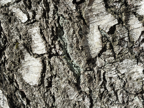 The birch bark texture pattern wooden background. Macro shot. Texture made of birch tree bark. Beautiful birch trunk background.