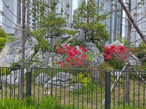 An image of red azaleas blooming along an apartment wall near the walking path