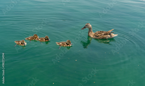 Bild auf Leinwand Cute duckling swimming with mother duck