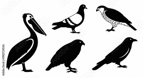 Bird silhouettes collection: pelican, pigeon, hawk, and various species, isolated on white.