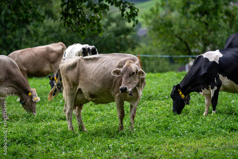 Fototapeta premium Cow on farm. Cow in fields. Cattle ranch. Summer mountain landscape with grazing cow. Herd of cows on a grassy meadow. Cattle in nature. Pastures with cow. Rural livestock. Grazing cow.