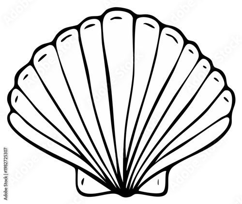 Black and white seashell drawing, isolated on white background