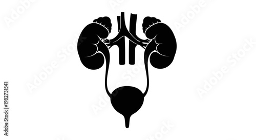 Anatomical illustration of the human kidneys ureter bladder and urethra
