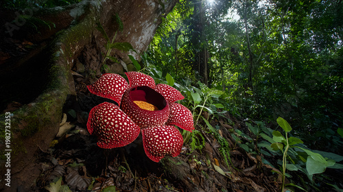 Rafflesia are the largest flowers in the world 