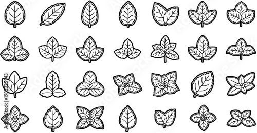 Black and White Line Art Leaves Vector Icons Set. Collection of Outline Glyphs for Botany, Nature, Herbal Medicine, and Culinary Herb Illustrations.