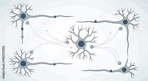 Neurons connect and communicate through synapses in a neural network.