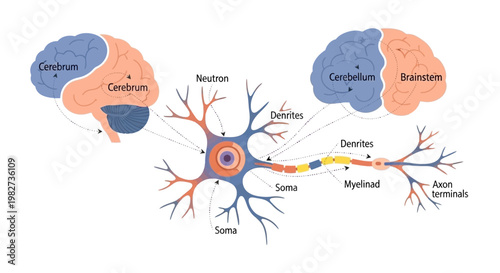 The detailed illustration shows a neuron with labeled components including dendrites, soma, and axon terminals in the human brain's cerebral hemispheres.