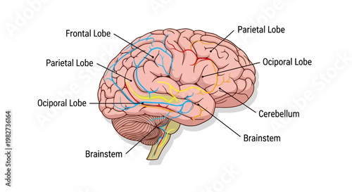 The human brain is shown with labeled parts including Frontal Lobe, Brainstem, Cerebellum, and Occipital Lobe in a medical illustration.