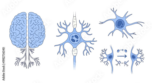 Neurons connect in complex networks within the brain's cerebral cortex.