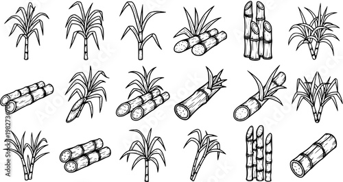 Sugarcane Plant and Stalks Black  White Line Art Illustrations. Hand-drawn Sweetener Crop Icons for Agriculture and Food Industry.