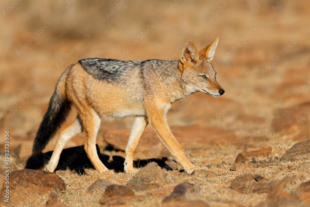 Fototapeta premium A black-backed jackal (Canis mesomelas) in natural habitat, Mountain Zebra National Park, South Africa