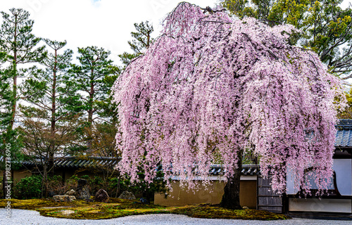 京都、高台寺の枝垂れ桜