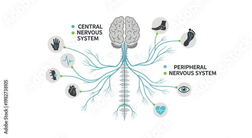 The human nervous system diagram shows brain and nerves connecting central and peripheral nervous systems.