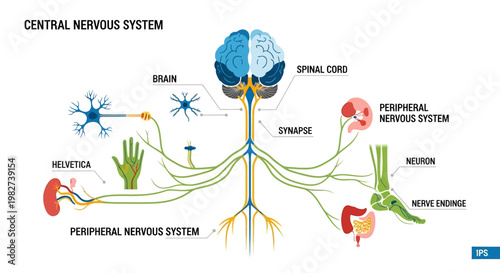 The central nervous system diagram shows the brain and spinal cord connected to the peripheral nervous system with nerves and synapses.