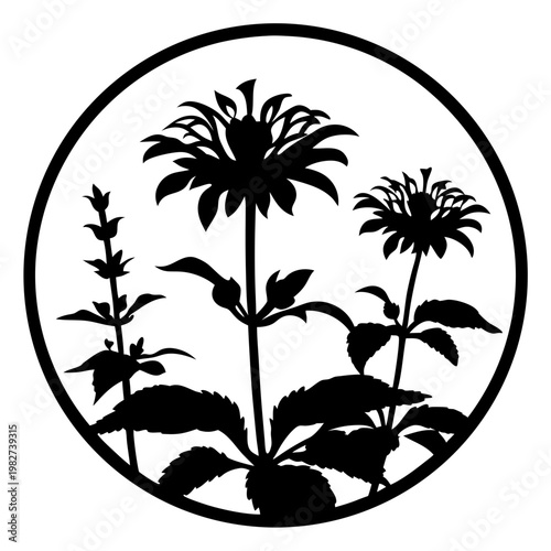 Black botanical silhouette of monarda and bee balm flowers, circular floral emblem vector, minimalist garden plant illustration for laser cutting