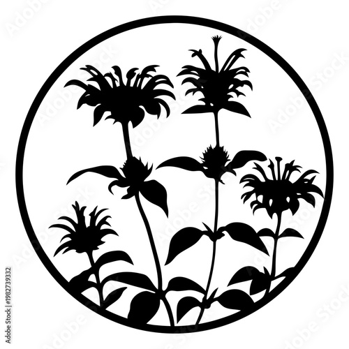 Monarda bee balm flower silhouette vector, botanical wild bergamot floral emblem in circle frame, black and white garden plant stencil for laser cutting