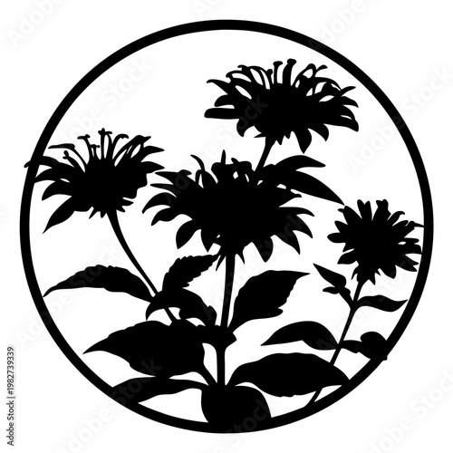 Black silhouette of monarda bee balm flowers in a circle, botanical floral vector illustration, minimalist garden plant stencil for laser cutting