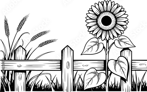 Black and white of a sunflower and wheat stalks behind a wooden fence nature