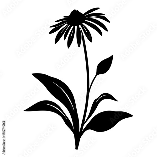 Canvas Print Echinacea flower silhouette vector, black floral botanical illustration, medicin