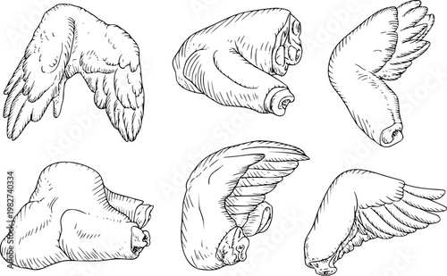 Collection of hand-drawn bird wings and poultry parts in style line isolated