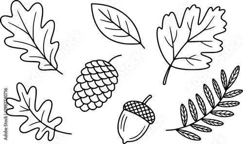 Hand-drawn black outline autumn leaves, acorn, and pinecone white background fall