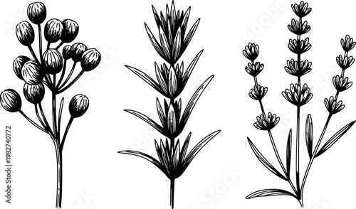 Hand-drawn black and white botanical of berry, herb, and lavender sprigs plant